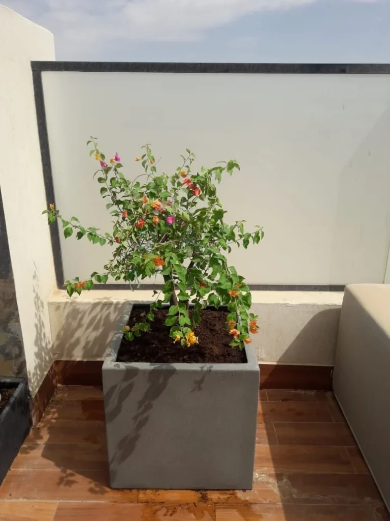 Fiberglass Planters