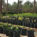 مستلزمات البيوت المحمية والمشاتل