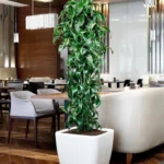 Self-Watering Pots